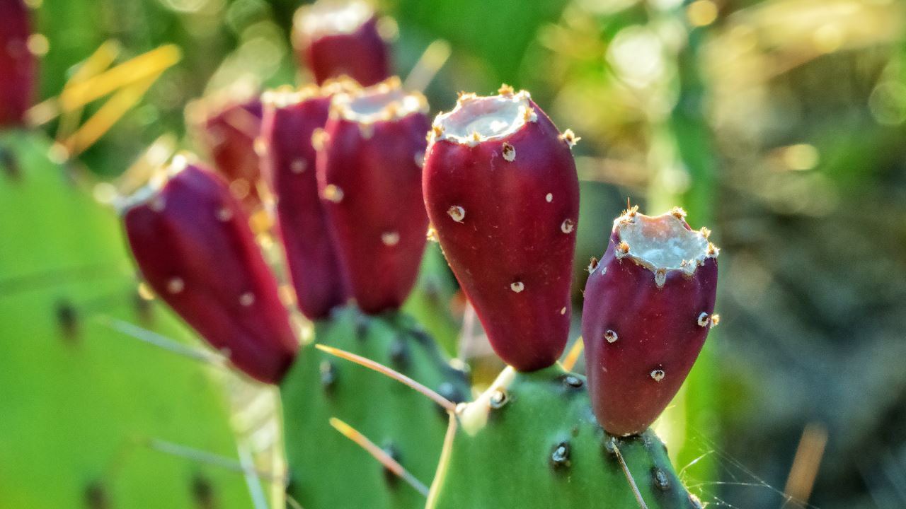 Could Malta’s abundant prickly pear be the next miracle crop?