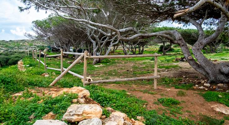 comino