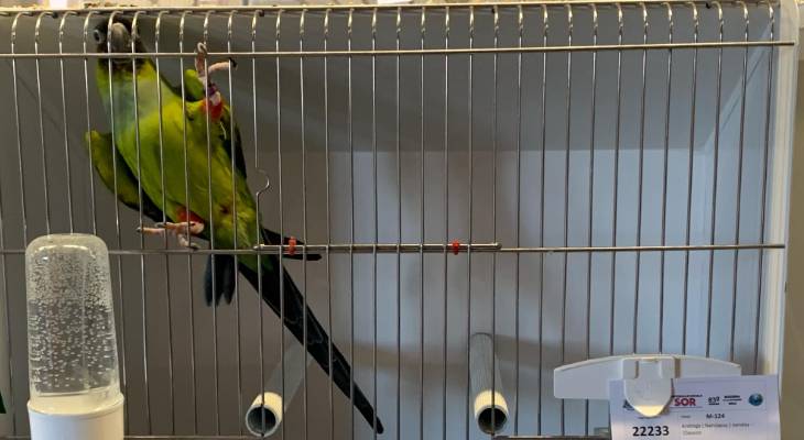 bird