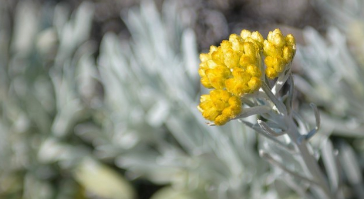 2. Maltese Everlasting (Helichrysum Melitense)