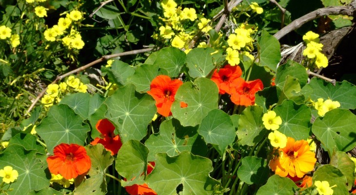 Garden Nasturtium