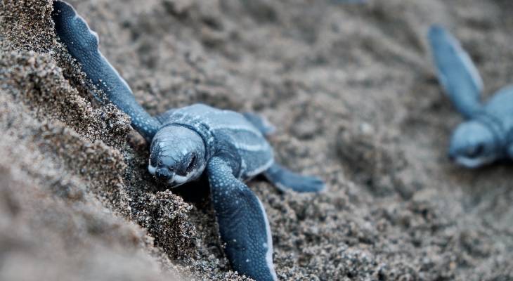 According to Nature Trust Malta, volunteers who have been monitoring a number of beaches across the islands over the last few months have sadly found