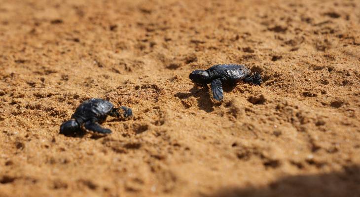 Last turtle