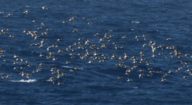 Maltese photographer stunningly captures flock of ducks flying over the Gozo Channel