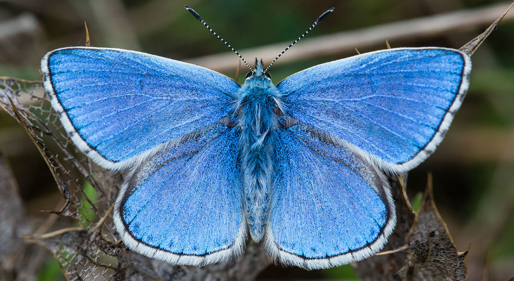 Adonis blue (Polyommatus bellargus) male