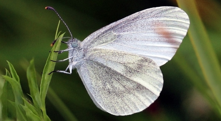 Wood White (Leptidea Sinapis)