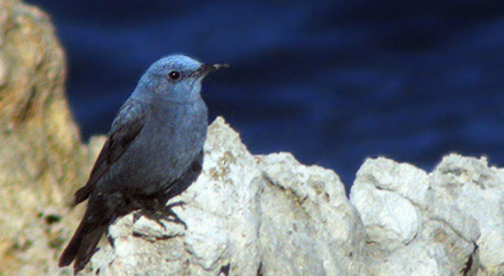 Blue Rock Thrush