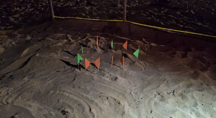 Turtle nest