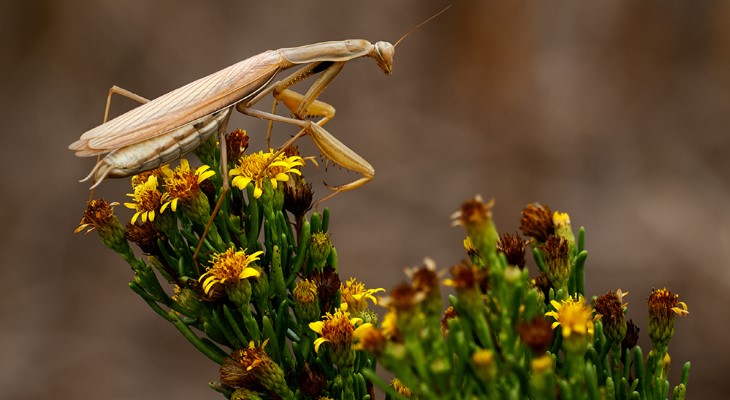praying mantis