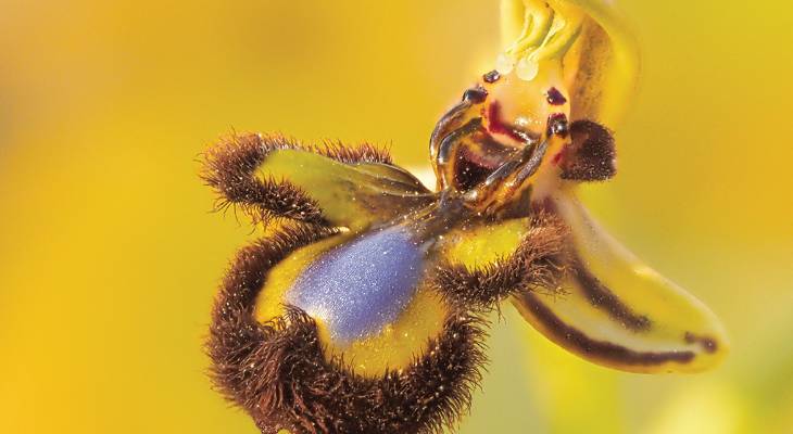 Capturing Nature