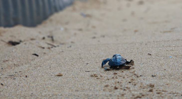 Turtles released at Golden Bay