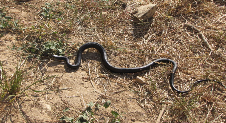 Western Whip snake Arnold Sciberras