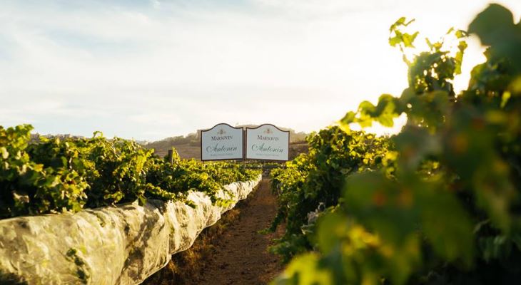 Wine under the stars: this weekend Marsovin showcases its distinctive vintages in a sea of vineyards by Ramla Bay