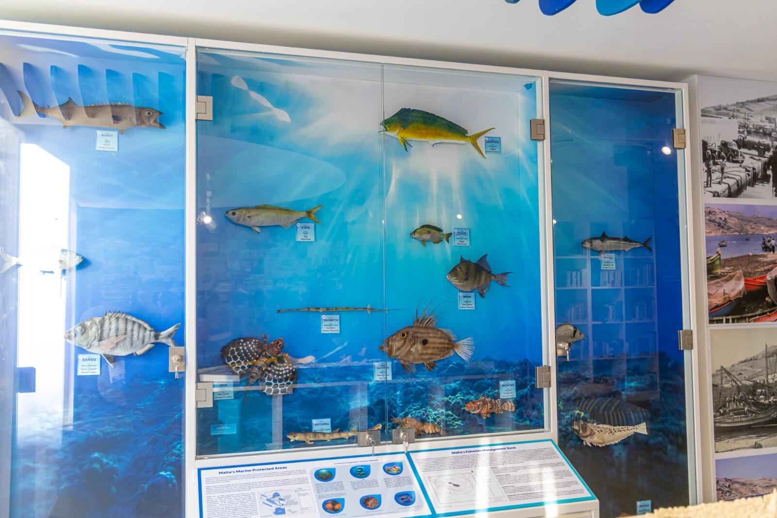 marine centre ghajnsielem