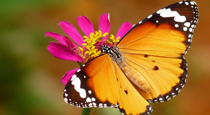 African Queen or Plain Tiger (Danaus Chrysippus)