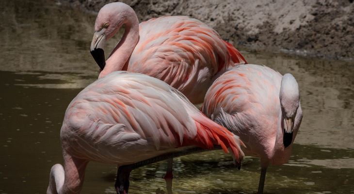 Pretty in pink: tomorrow morning you can watch these glorious Greater Flamingos &ndash; live!