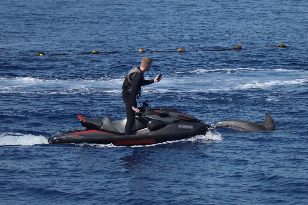 Malta dolphins