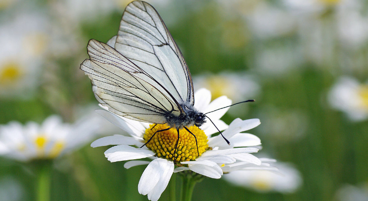 Black-Veined White (Aporia Crataegi).