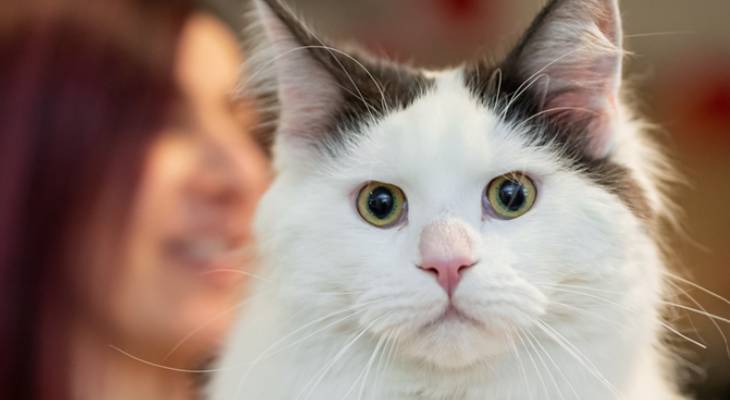 70 cats showcasing their feline prowess at this weekend’s Coral Jubilee cat show