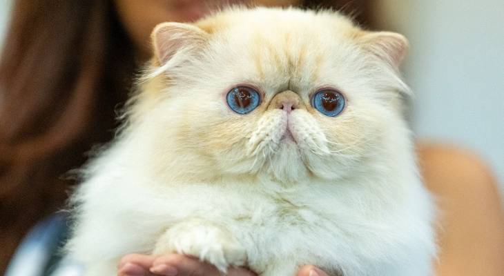 Three-Day Cat Show Malta