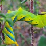 Meet Malta’s most dramatic visitor: The Death’s-head Hawkmoth