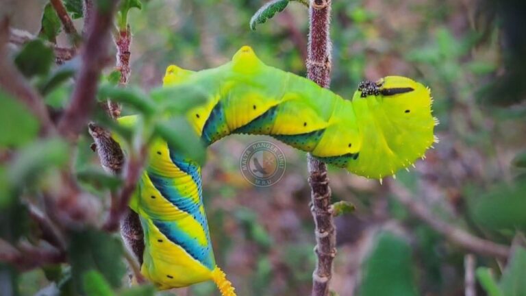 Meet Malta’s most dramatic visitor: The Death’s-head Hawkmoth