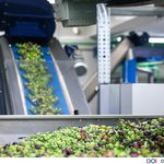 From olive grove to golden oil! New facility gives Malta’s olive oil industry a modern boost