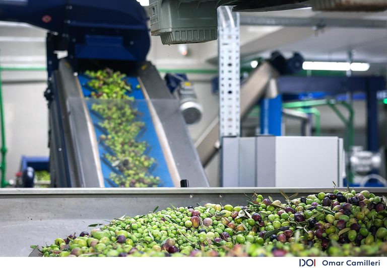 From olive grove to golden oil! New facility gives Malta’s olive oil industry a modern boost