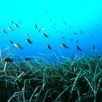 Well done! Malta’s largest seagrass restoration initiative reaches 530m²
