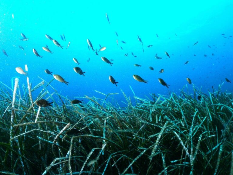 Well done! Malta’s largest seagrass restoration initiative reaches 530m²