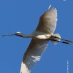 Spotted! Eurasian Spoonbill from Serbia seen gliding at Salina Nature Reserve
