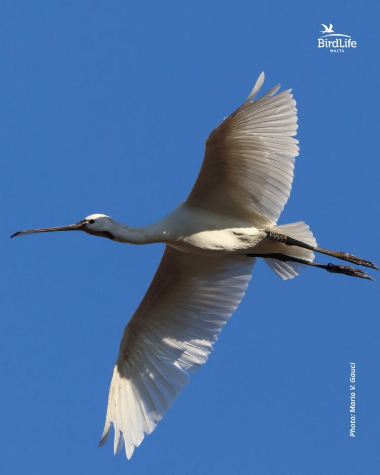Spotted! Eurasian Spoonbill from Serbia seen gliding at Salina Nature Reserve