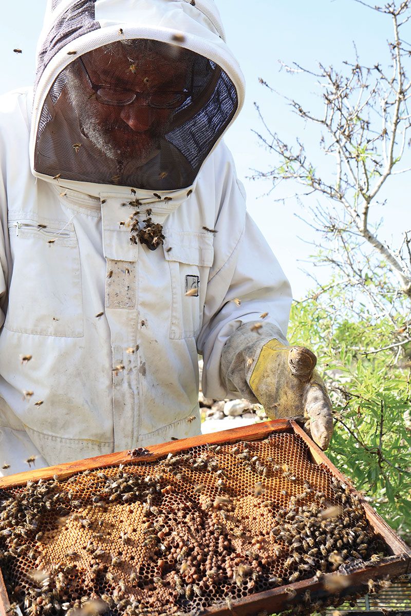 Beekeeping Malta