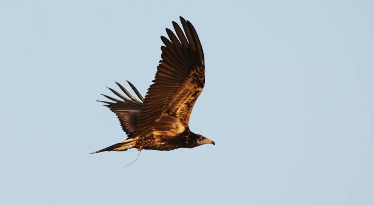 rare Egyptian Vulture