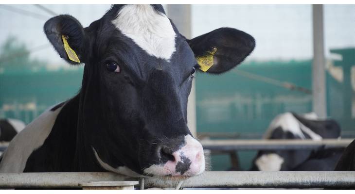 cow