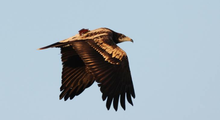 rare Egyptian Vulture
