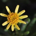 Meet the ‘Xorbett’: The small, yellow flowery plant that graces the coastal regions of Dwejra in Gozo