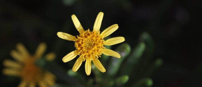 Meet the ‘Xorbett’: The small, yellow flowery plant that graces the coastal regions of Dwejra in Gozo