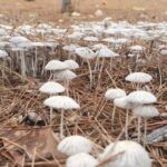 A rare rainy visitor in Malta! Check out the beauty of nature’s delicate umbrella mushroom