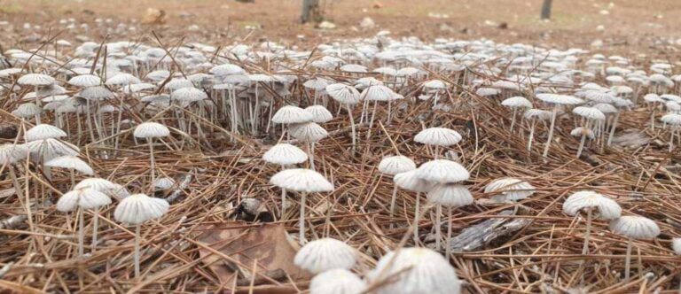 A rare rainy visitor in Malta! Check out the beauty of nature’s delicate umbrella mushroom