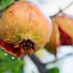 Did you know the pomegranate in Malta was once used for medicine, dye, and craft?