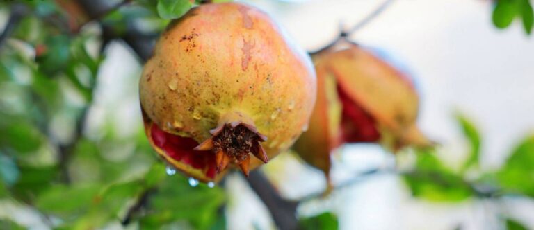 Did you know the pomegranate in Malta was once used for medicine, dye, and craft?