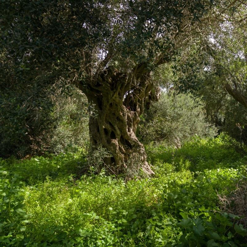 Bidnija Grove